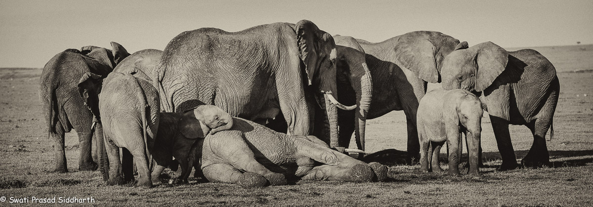mourning elephants