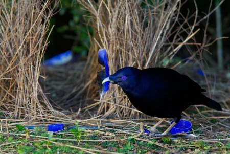 Bowerbird at Bower 1