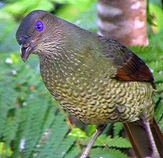 Bowerbird_Satin 3 (Geoffrey Dabb)