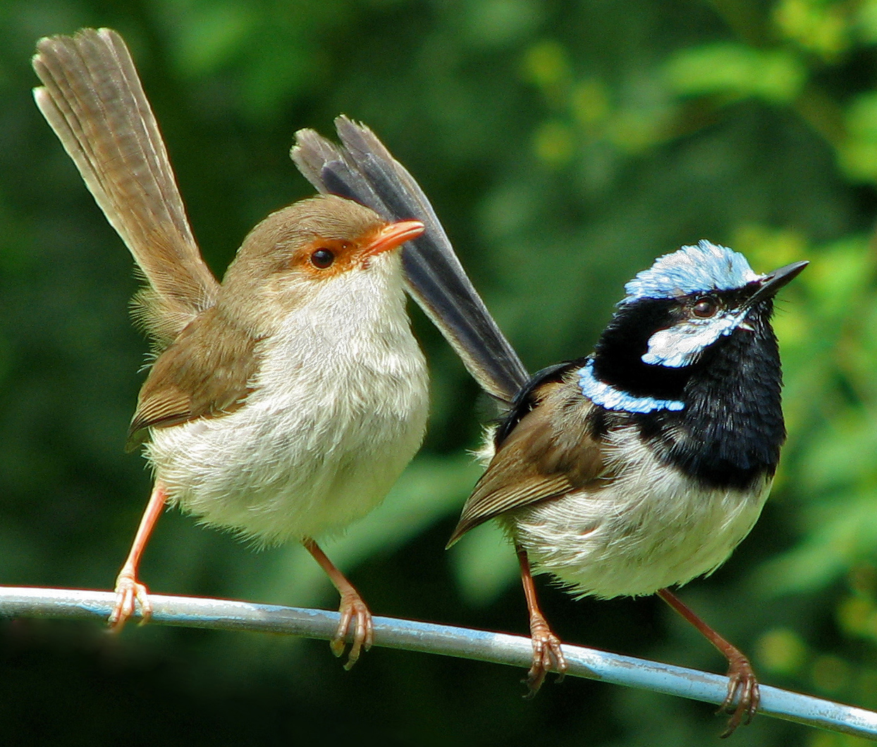 Fairy Wrens Scott Fontini
