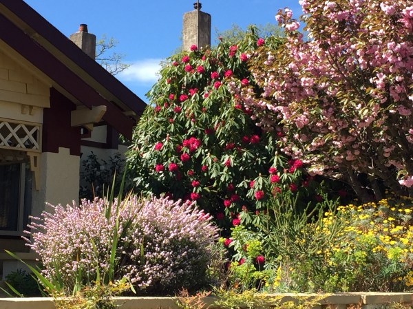 blossoms glenrowan 17